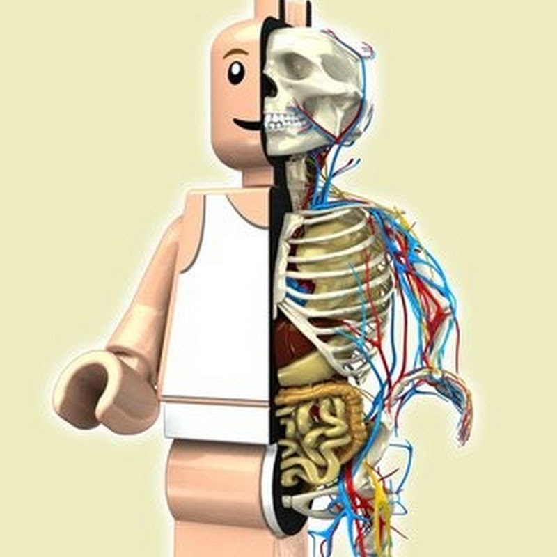 Anatomical Cartoon Characters by Jason Freeny Amusing Planet | Pictures